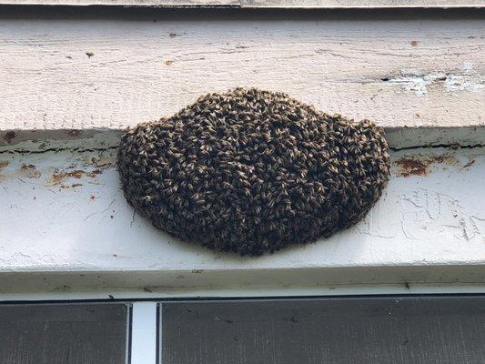 Bees on the side rear wall