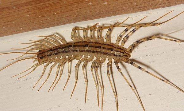 Are you seeing centipedes in your basement or other areas of your home? Contact us to get rid of the problem!