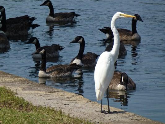 Egret and Canada geese.