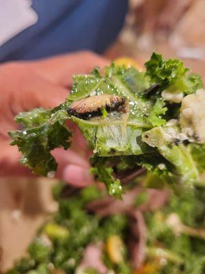 Bug in my salad