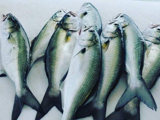 Bluefish are a great Fall Catch