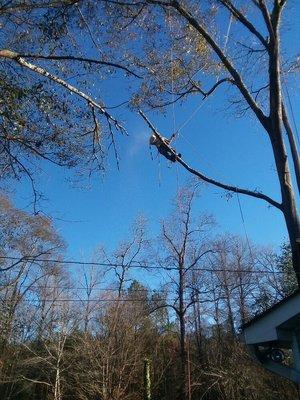 Using special techniques to remove limbs over the powerlines.