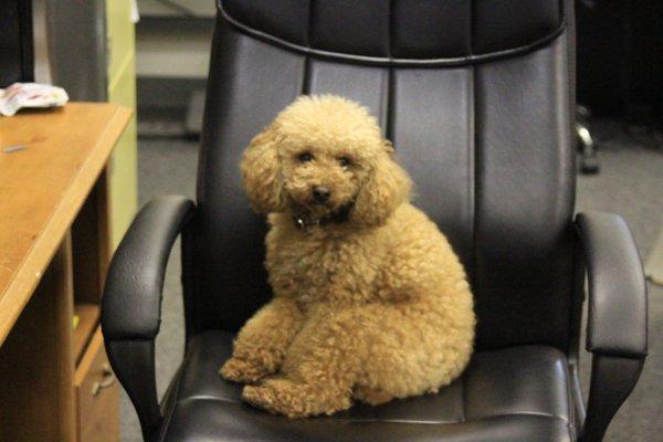 Meet Boho, a miniature poodle who is the official greeter of Kim's Alterations