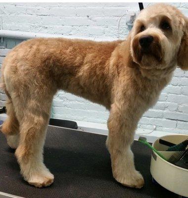 Grooming done by Gia, our wonderful groomer