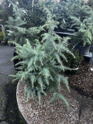 Snowsprite Deodar Cedar