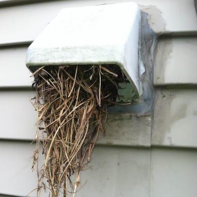 Bird Nest Removal