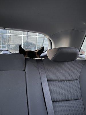 2022:  Puppy got sent back to the car to wait his turn; despite being nauseated he wanted to play with all the other dogs.