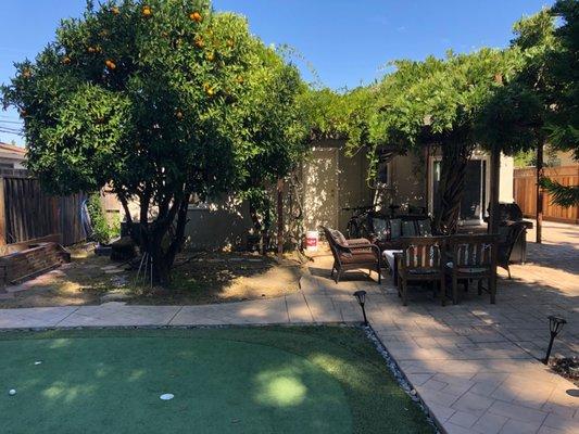 Before picture, with a wild wisteria tree and orange tree and decaying pergola.