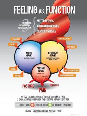 The nerve consists of three parts:
The muscle part, this is what makes the muscles work
The organ part, this helps with the O...