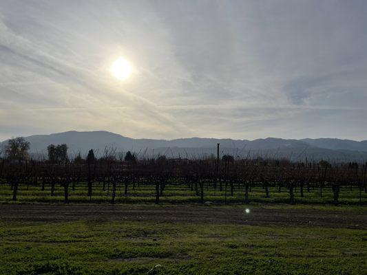 The view and the vines