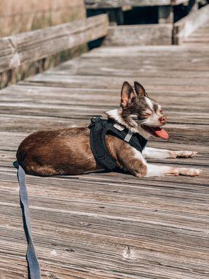 Peace Love Puppies  Lowcountry Pet Concierge