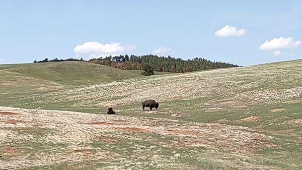 Different Bison in a different area. Keep your eyes open.