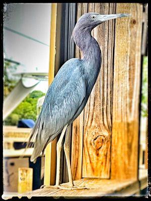 "Chowder", the local resident Blue Heron at Shrimpers.