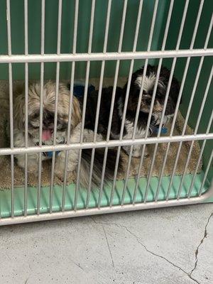 Patiently waiting never seen them happier to be at the groomers