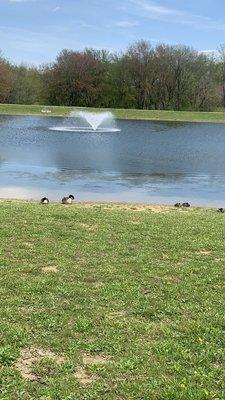 Westminster Community Pond