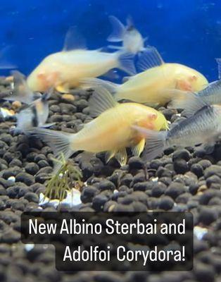 Albino sterbai and Adolfo corydora