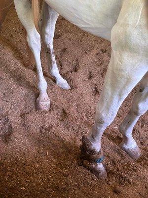 And another untreated hoof injury