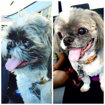 Bentley's before & after puppy cut