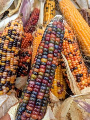 Popcorn choice from farmstand and CSA tent