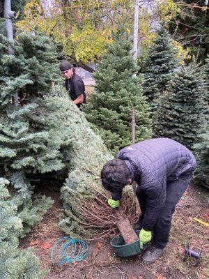 Workers putting up a fresh noble fir trees