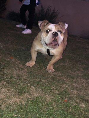 English bulldog