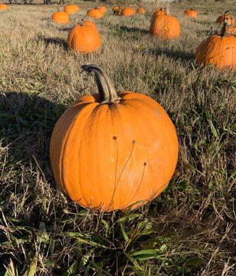 Pumpkins