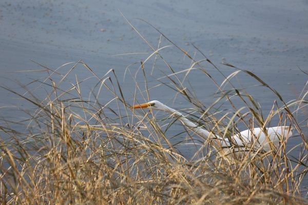 Great Egret, Gloucester, MA, October 2020