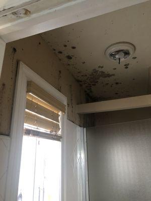 Black mold on the ceiling of personal shower