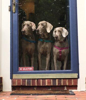 Our 2 new patients Axel and Gunnar for Dr Z. And of course their older sister Coral is already a satisfied patient.