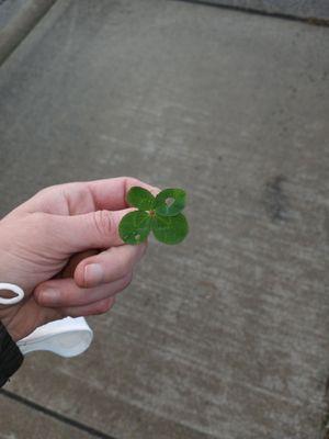 A four-leaf clover I had picked on my walk yesterday and gave to my husband as a gift when I got back!