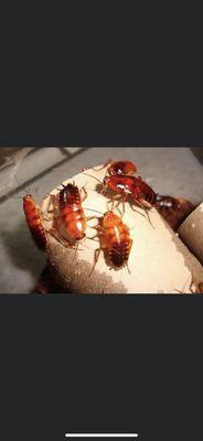 Turkestan Roaches are being found all over the Sacramento area.