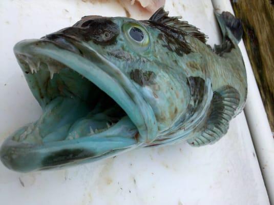 Nice blue Ling Cod from Simpson Reef