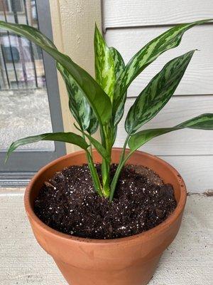 Chinese Evergreen