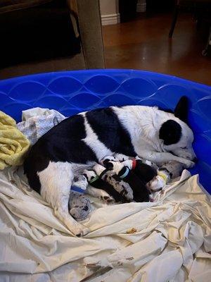 Dr Jones patient Trixie and her litter of Auggies!