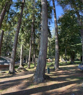 Tree lined path for RVs and Travel Trailers.