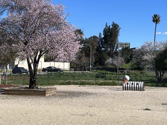 Cherry blossoms