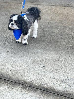 Sweet Oreo, he's face shy and always loves his time at Pet Haven.