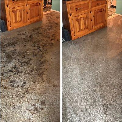 Pet stains are no match for our professional steam cleaning!