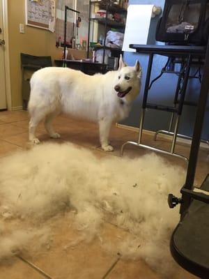 Another shepherd with less hair. No shaving involved.