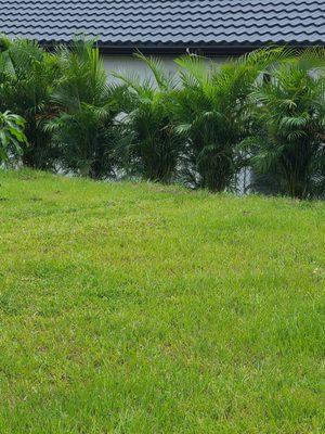 My Areca Palms have created a natural privacy barrier