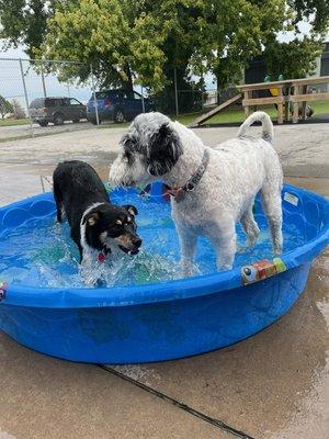 Pool Paw-Ty