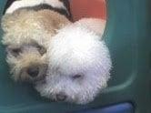 Napping on the playstructure and snuggling with friends