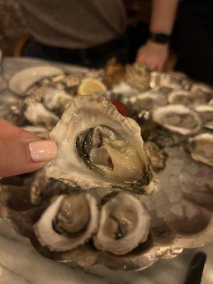 Oysters