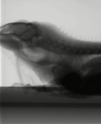 Pesto (Our Hospital Iguana) during a fluoroscopic procedure!