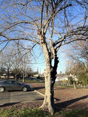 Tree in their parking lot!