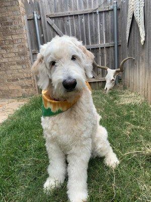 Golden-Doodle