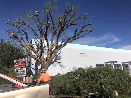 Tree trimming