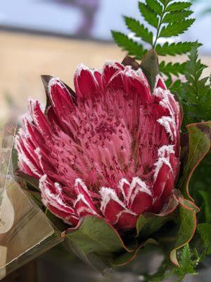 Protea flower! Their flower dept is on point!!