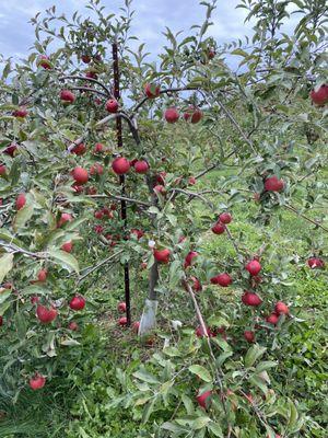 Tree heavy with apples