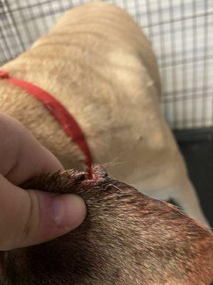 Our dog's mangled ear. Happened at Dogtopia.